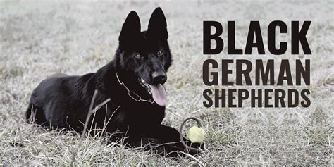 Black Magic German Shepherds as Working Dogs: Unleashing their Hidden Talents